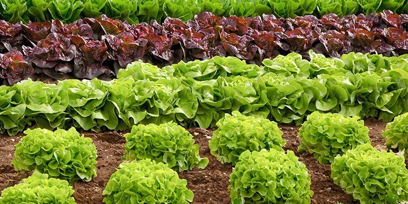 MI CANTÓN: Periodista Manuel Flores Fernández