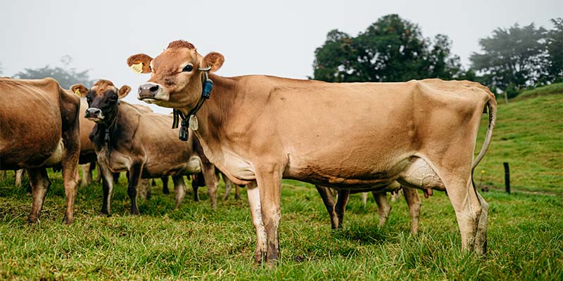 Noticias: Periodista Manuel Flores